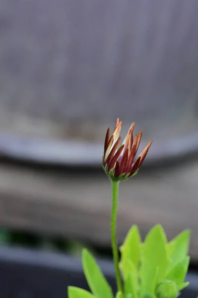 Όμορφη Βοτανική Βολή Φυσική Ταπετσαρία Λουλούδι Στον Κήπο — Φωτογραφία Αρχείου