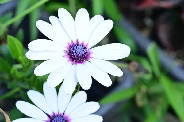 stock image close up of white flowers in the garden