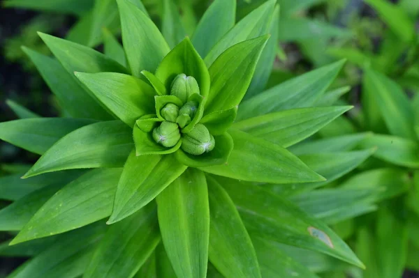 stock image green plants growing in the garden