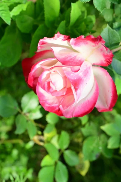 Mawar Merah Muda Yang Indah Taman — Stok Foto