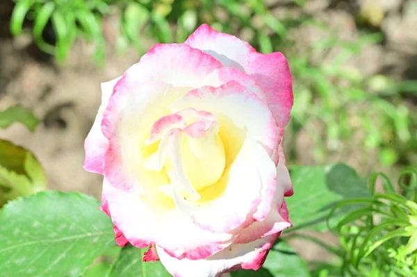 Krásná Růžová Růže Zahradě — Stock fotografie