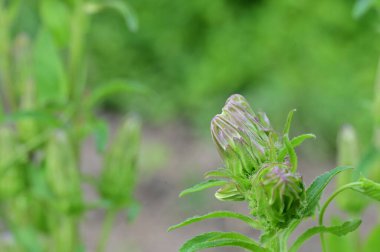 Bahçede yetişen yeşil bitkiler