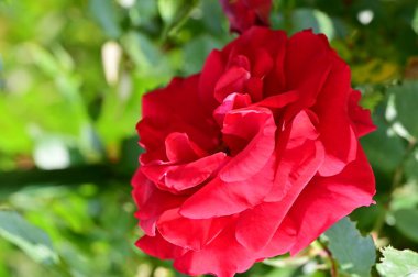 Bahçedeki güzel kırmızı gül