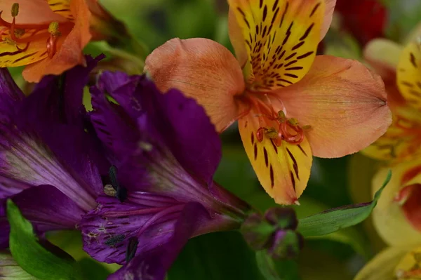 美しいボタニカルショット自然壁紙 庭の花 — ストック写真