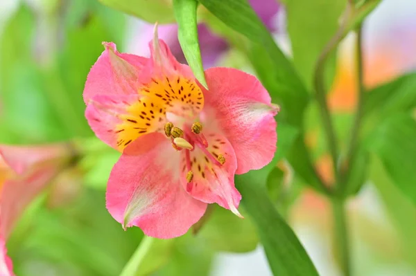 Güzel Botanik Fotoğrafı Doğal Duvar Kağıdı Bahçedeki Çiçek — Stok fotoğraf