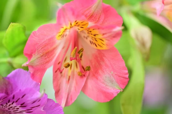 Bellissimi Fiori Rosa Che Crescono Giardino Concetto Flora — Foto Stock