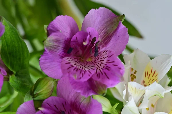 Flori Frumoase Violet Grădină — Fotografie, imagine de stoc