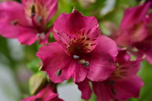 Belas Flores Rosa Crescendo Jardim Conceito Flora — Fotografia de Stock