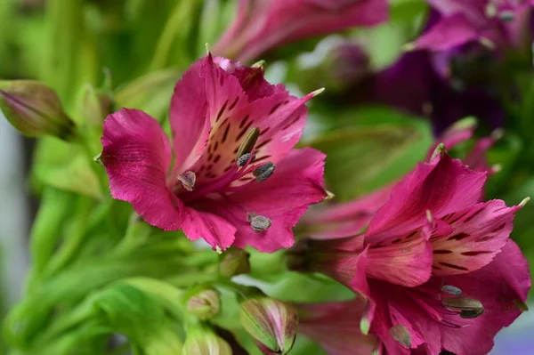 Bellissimi Fiori Rosa Che Crescono Giardino Concetto Flora — Foto Stock