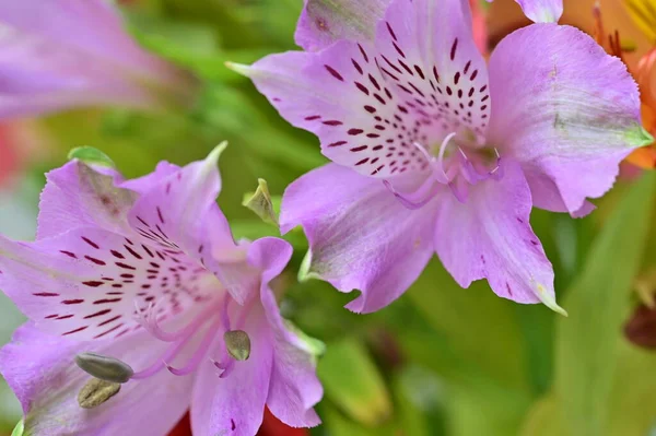 Belles Fleurs Violettes Dans Jardin — Photo