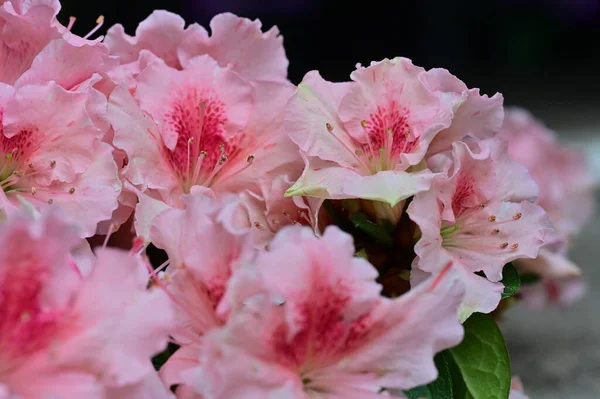 stock image beautiful pink flowers growing in garden, flora concept