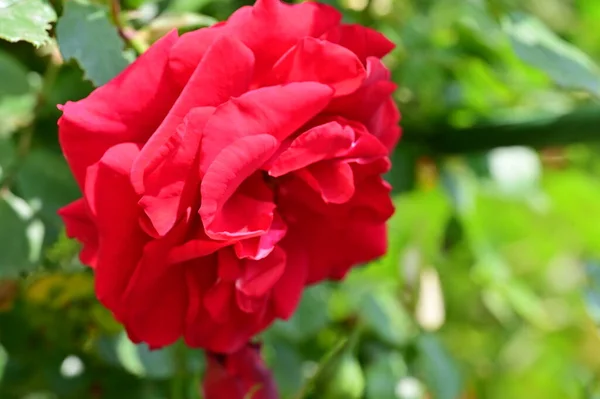 Vacker Röd Ros Trädgården — Stockfoto