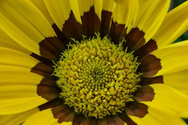 Güzel Gerbera çiçeği, yakın görüş.