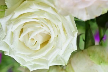 Bahçedeki muhteşem beyaz güller