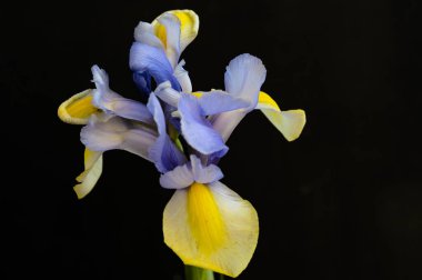 Koyu arkaplanda güzel sarı ve mor iris çiçekleri