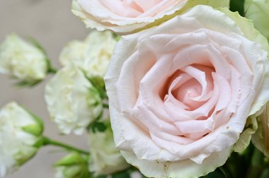 Bahçedeki muhteşem beyaz güller