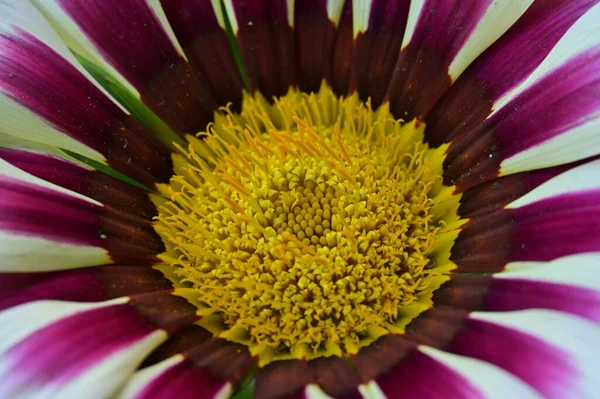 Όμορφο Λουλούδι Ζέρμπερα Κοντινή Θέα — Φωτογραφία Αρχείου