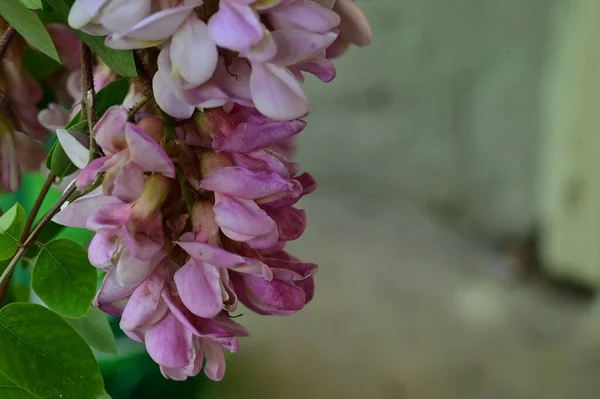 Mooie Roze Bloemen Groeien Tuin Flora Concept — Stockfoto