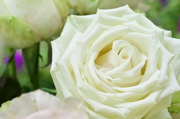 stock image amazing white roses in the garden