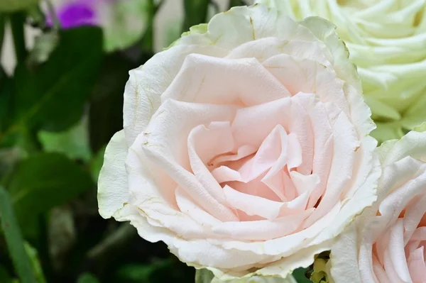 花园里美丽的白玫瑰 — 图库照片