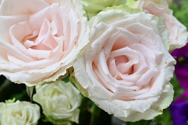 花园里美丽的白玫瑰 — 图库照片