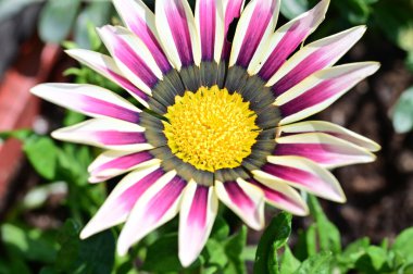 Güzel Gerbera çiçeği, yakın görüş.