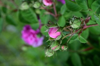 Bahçede yetişen güzel pembe çiçekler, bitki konsepti.