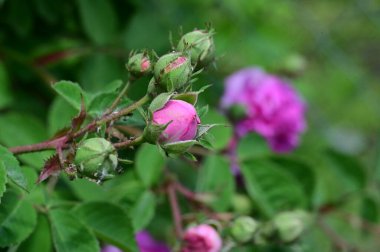 Bahçede yetişen güzel pembe çiçekler, bitki konsepti.