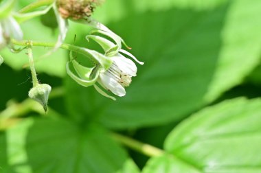 Bahçedeki beyaz çiçekleri kapat.