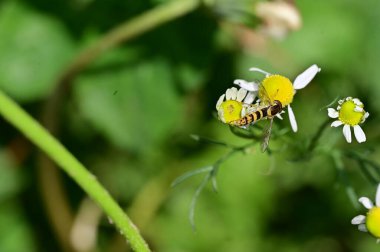 Güzel botanik fotoğrafı, doğal duvar kağıdı. Bahçedeki çiçekler 