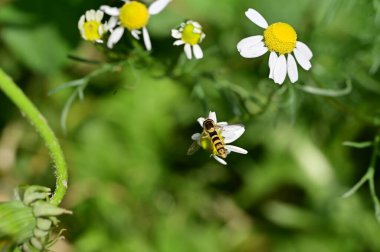 Güzel botanik fotoğrafı, doğal duvar kağıdı. Bahçedeki çiçekler 
