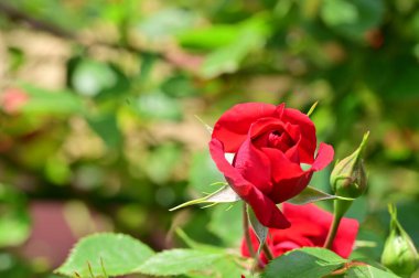 Bahçedeki güzel kırmızı gül