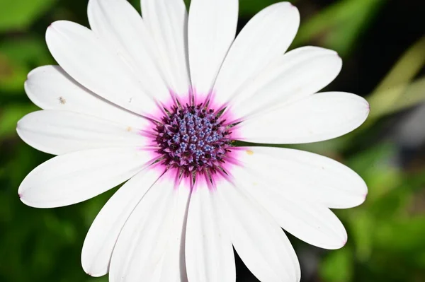 Закрыть Белые Цветы Саду — стоковое фото