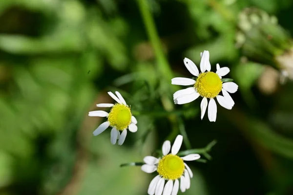 Flores Brancas Margarida Jardim — Fotografia de Stock