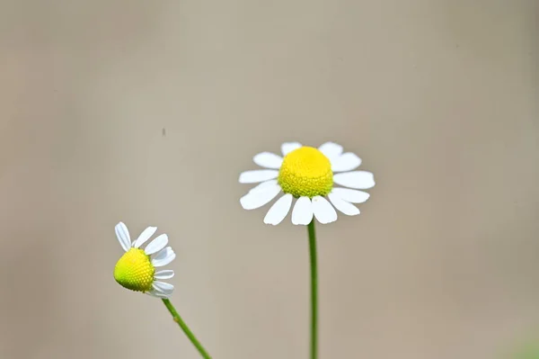 White Daisy Flowers Garden — Stock Photo, Image