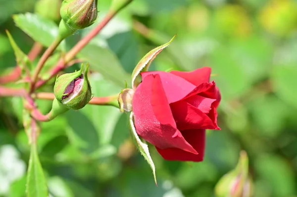 Bella Rosa Rossa Giardino — Foto Stock