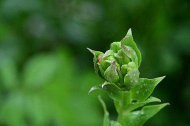 Bahçede yetişen yeşil bitkiler