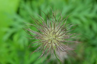 Bahçede yetişen yeşil bitkiler