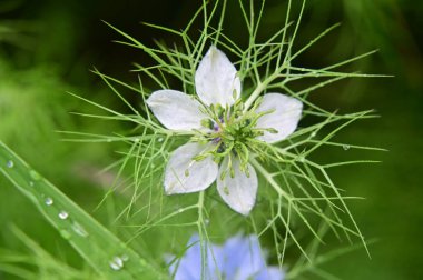 Bahçedeki güzel beyaz ve mavi çiçekler