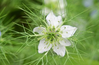Bahçedeki beyaz çiçekleri kapat.