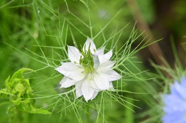 Bahçedeki güzel beyaz ve mavi çiçekler