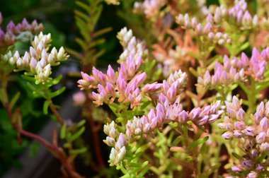 Bahçede yetişen güzel pembe çiçekler, bitki konsepti.