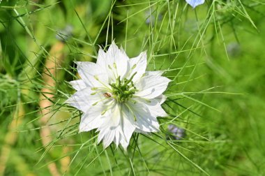Bahçedeki güzel beyaz ve mavi çiçekler