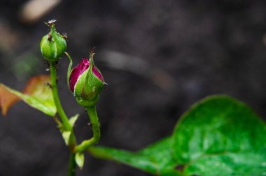 Güzel botanik çekimi, doğal duvar kağıdı, tomurcuklar.