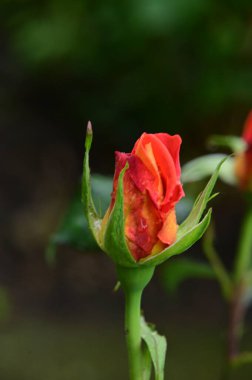 Bahçedeki güzel kırmızı gül
