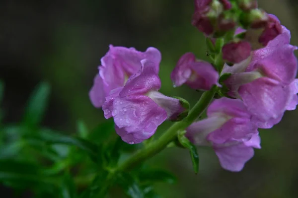 Krásné Růžové Květy Rostoucí Zahradě Flóra Koncept — Stock fotografie
