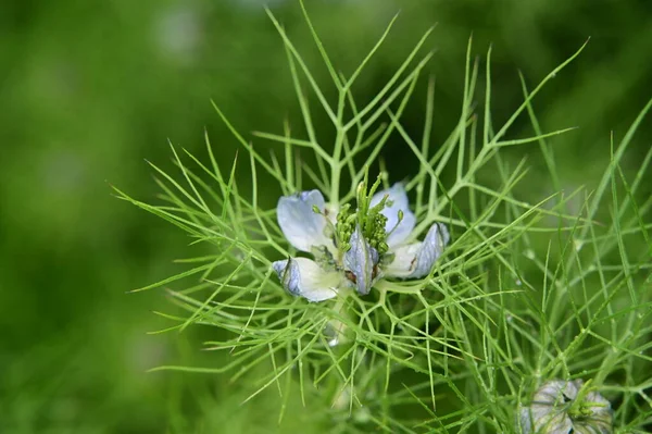 Beautiful White Blue Flowers Garden — Stock Photo, Image