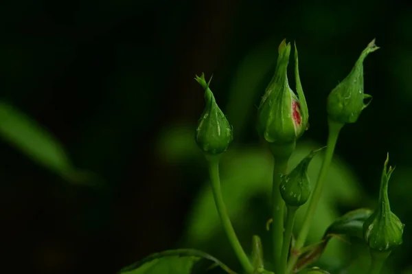 초록빛 식물상 개념의 — 스톡 사진