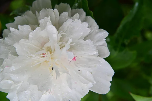 stock image white peony flower in the garden