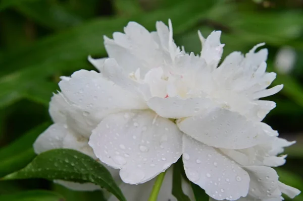 Weiße Pfingstrose Blüht Garten — Stockfoto